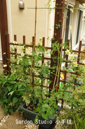2011年トマト栽培１.jpg