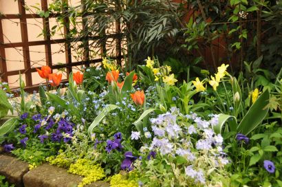 日陰の庭でのチューリップや水仙等の開花について | 半日陰の庭便り